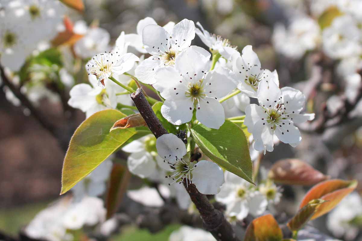 A close up horizontal image of white pear blossom in spring pictured in light sunshine.