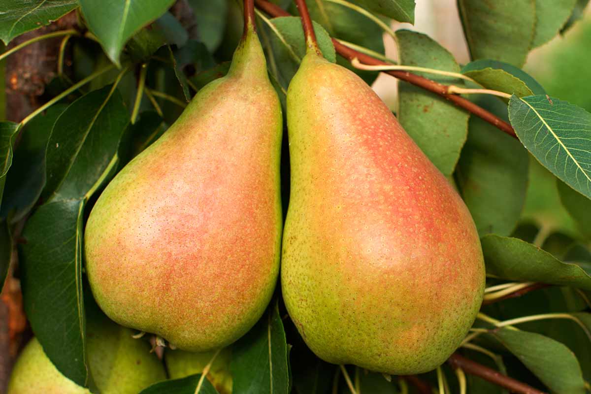 A close up horizontal image of pears with a red sheen to their skin growing on the tree.