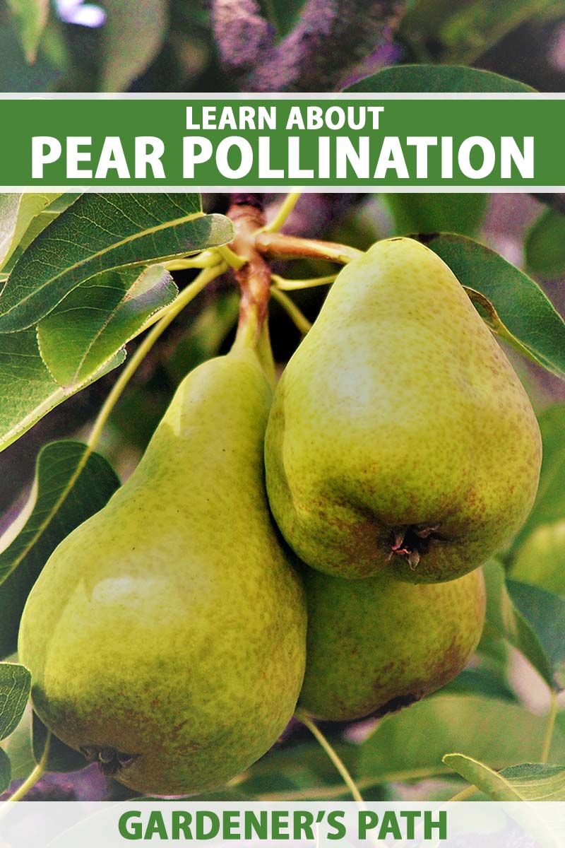 A close up vertical image of pears growing on a tree in an orchard. To the top and bottom of the frame is green and white printed text.