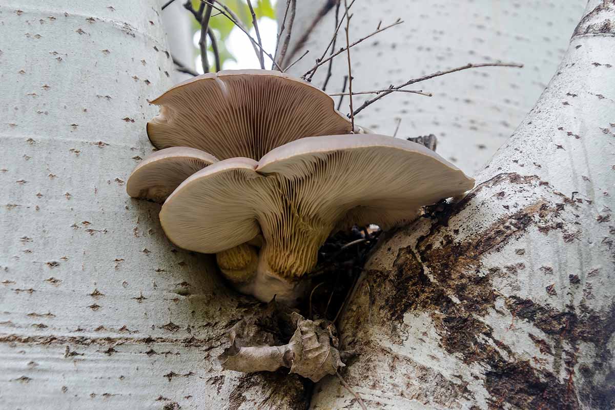 A close up horizontal image of Pleurotus ostreatus mushrooms growing in the crook of a branch.