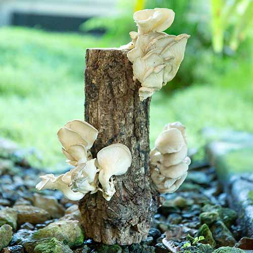 A close up square image of phoenix oyster mushrooms growing on a log outdoors.