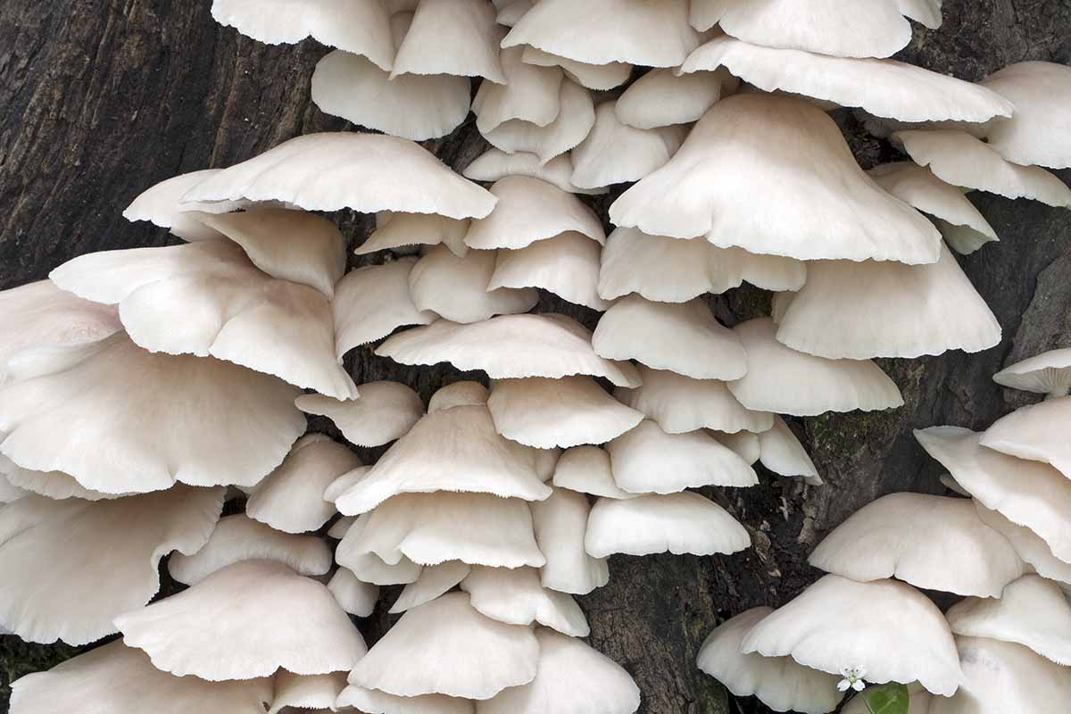 A close up horizontal image of white phoenix oyster mushrooms growing on a log outdoors.