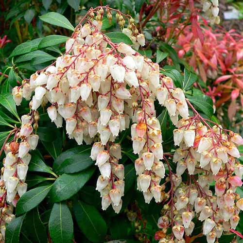 A close up square image of the flowers of Pieris 'Mountain Fire' growing in the garden.