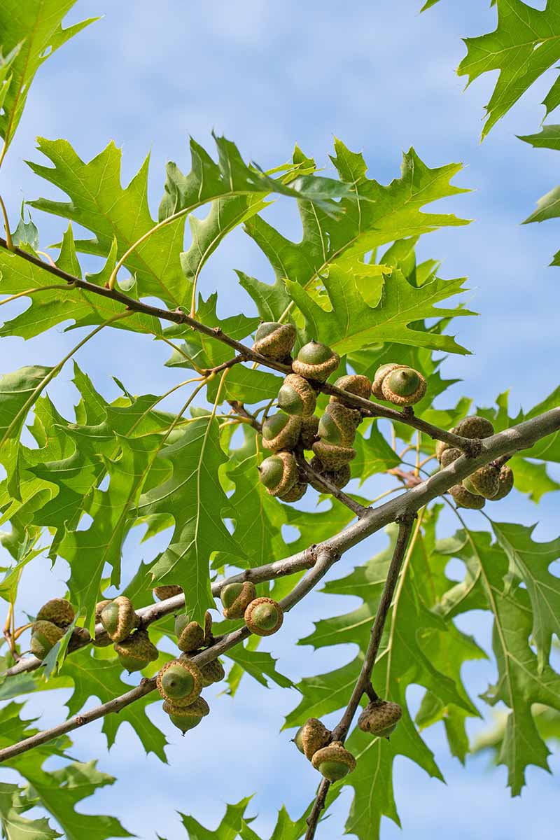 A close up vertical image of the bright green foliage and developing acorns of a pin oak (Quercus palustris) pictured on a blue sky background.