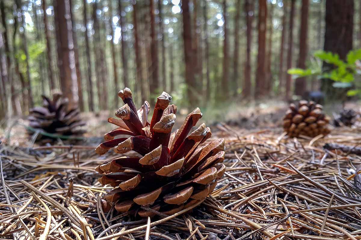 A horizontal image of the forest floor with several pine cones among the needles.