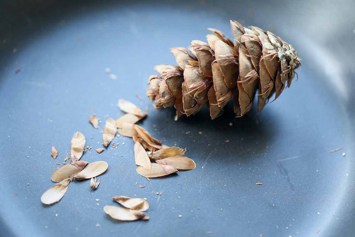 A close up horizontal image of a pine cone on a dark plate with the seeds spilling out of it.
