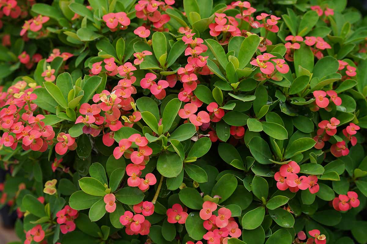 A close up horizontal image of pink Euphorbia flowers surrounded by deep green foliage.