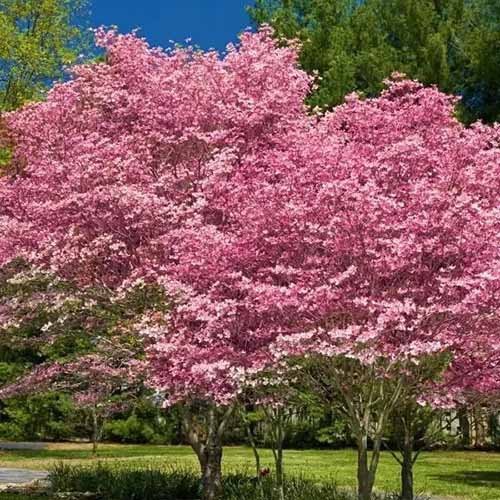 A square image of pink flowering dogwood in the landscape.