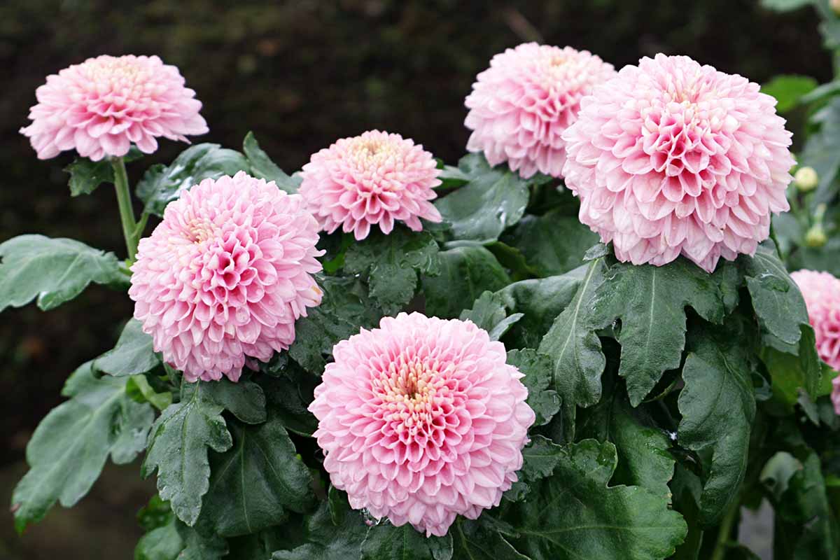 How to Grow and Care for Chrysanthemums | Gardener's Path