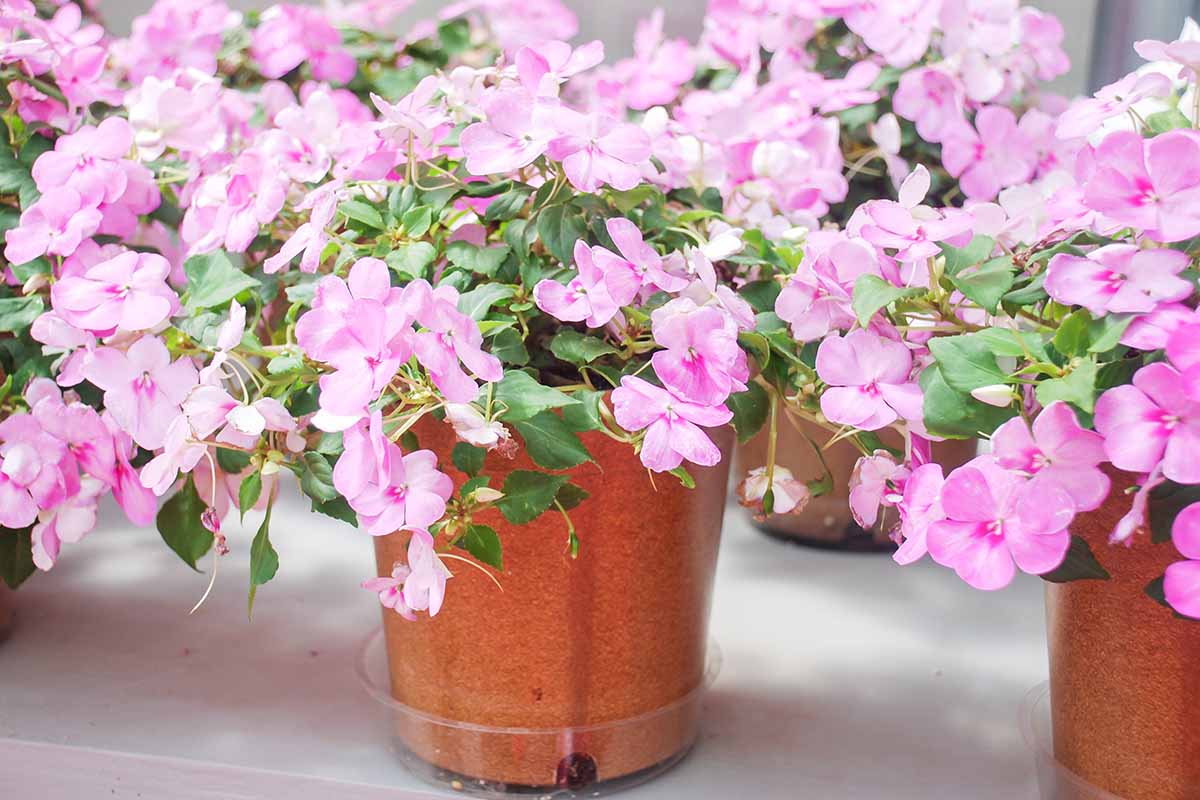 A close up horizontal image of light pink impatiens flowers growing in pots indoors.