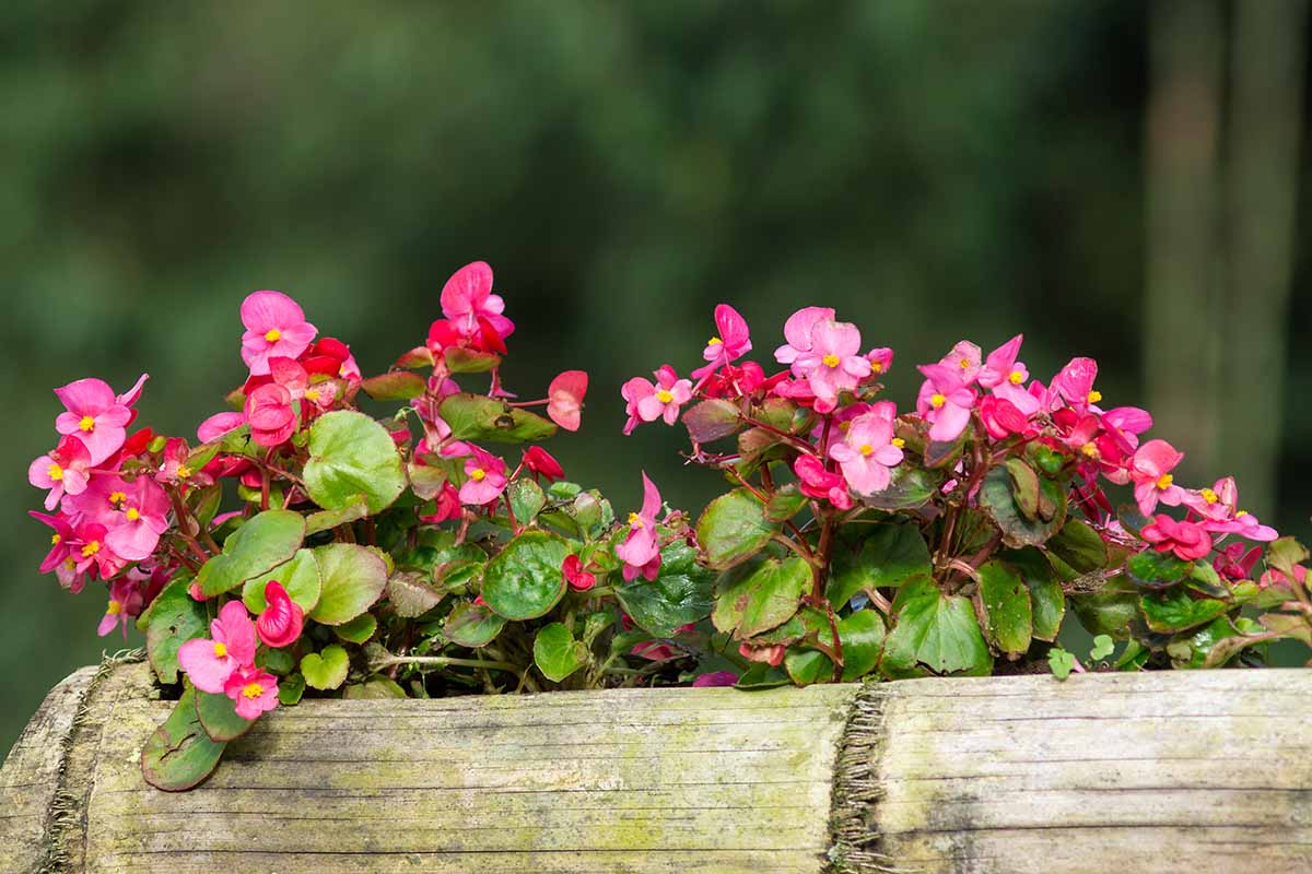 A close up horizontal image of pink busy Lizzie flowers growing in a rectangular rustic wooden planter.