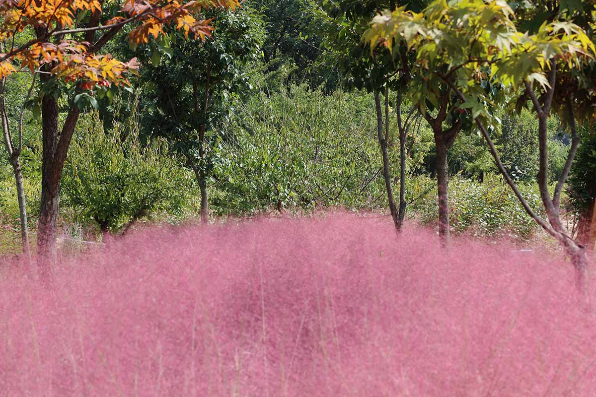 A horizontal image of a swath of pink muhly grass growing in the autumn landscape with trees and shrubs in the background.