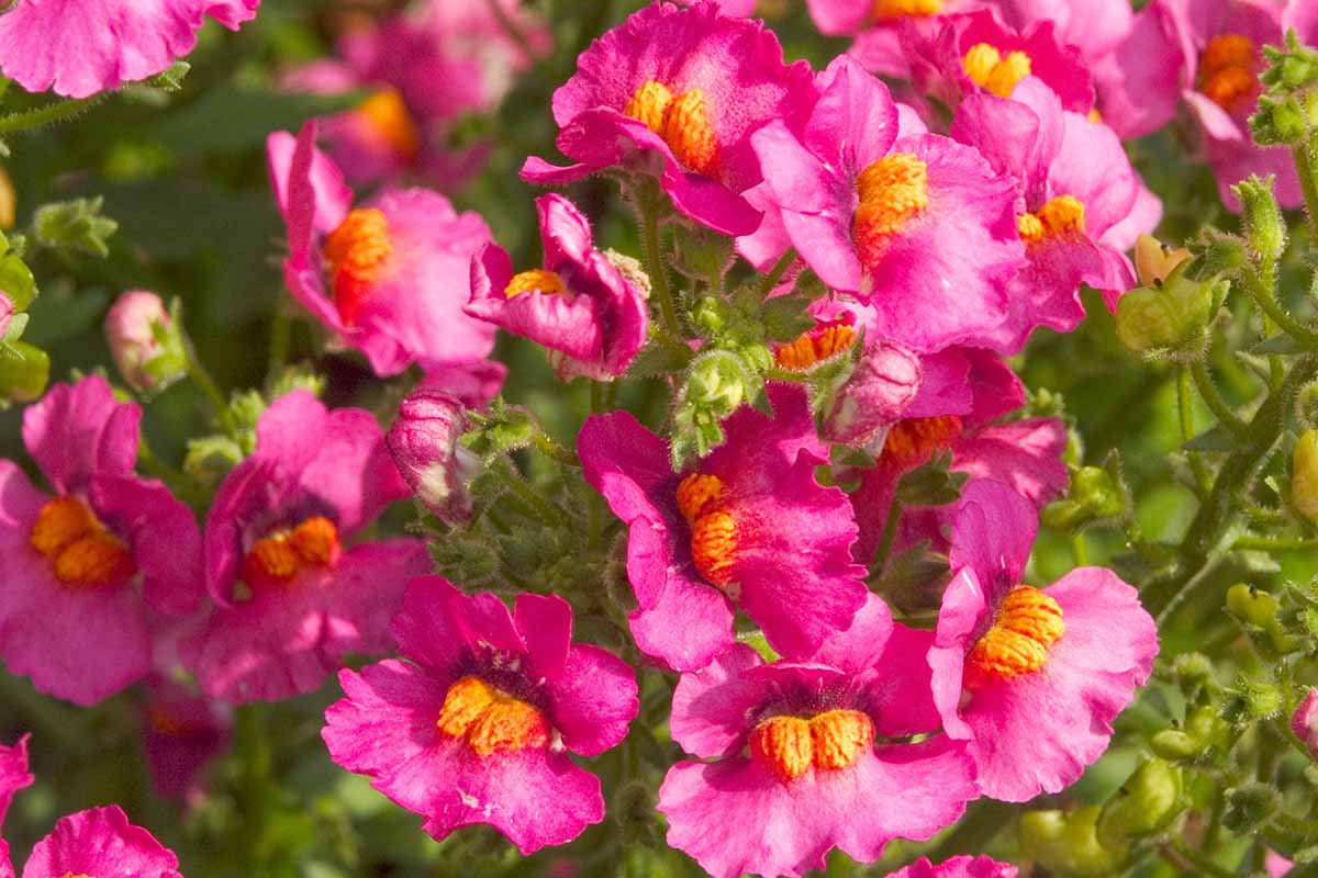 A horizontal closeup image of pink-petaled nemesia flowers growing in a dense clump in natural lighting.