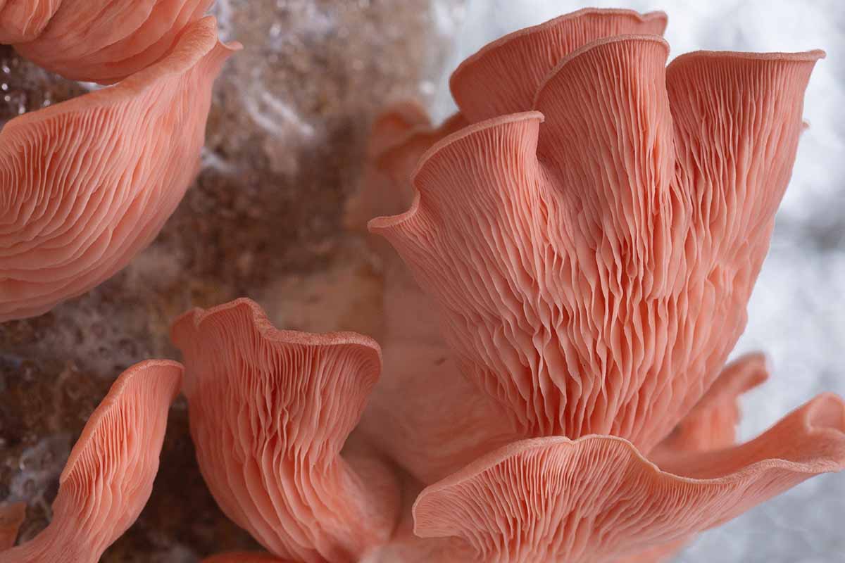 A close up horizontal image of pink oyster mushrooms growing in a home kit pictured on a soft focus background.