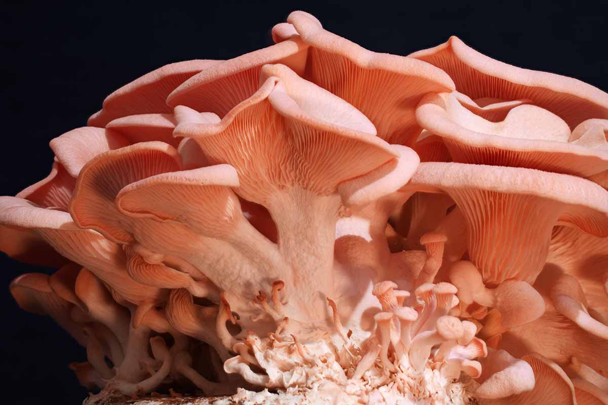 A close up horizontal image of pink oyster mushrooms pictured on a dark background.