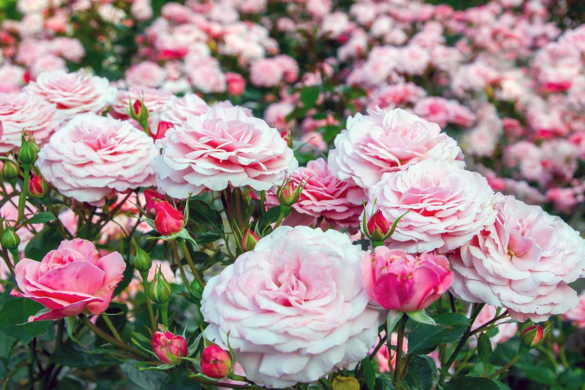 A close up horizontal image of pink roses growing in a mass planting.