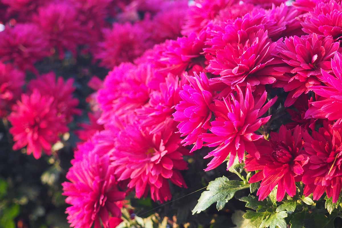 A close up horizontal image of pink spray chrysanthemums growing in the late summer garden.