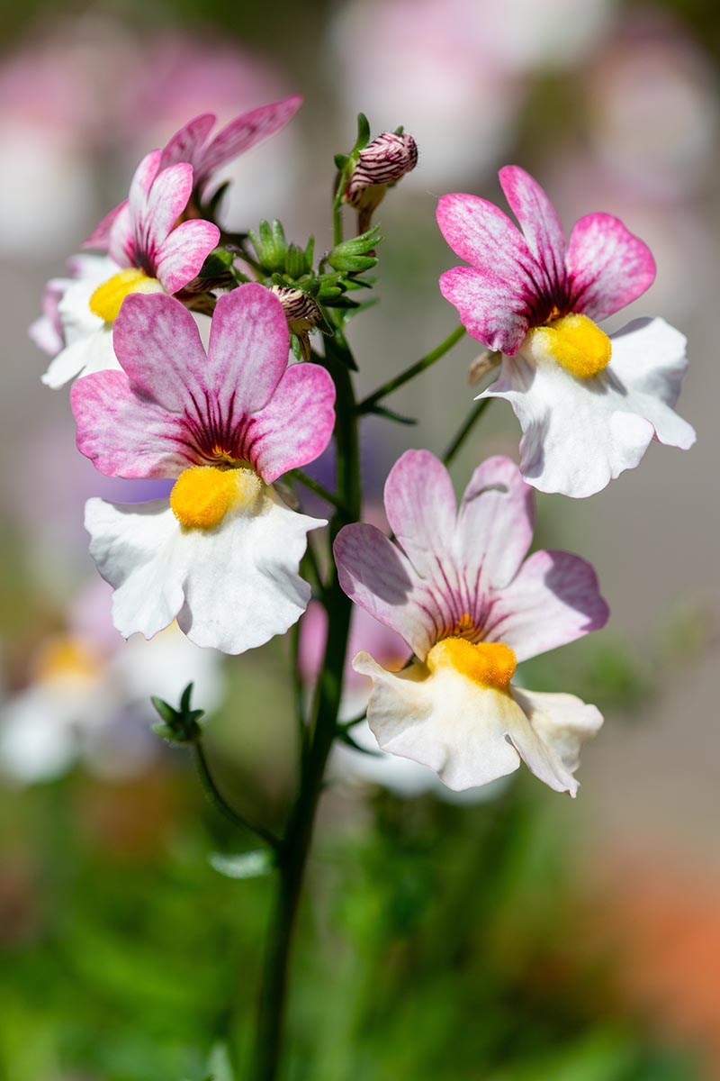 A vertical image of Pink and White Nemesia Flowers growing outdoors in front of a blurry background.