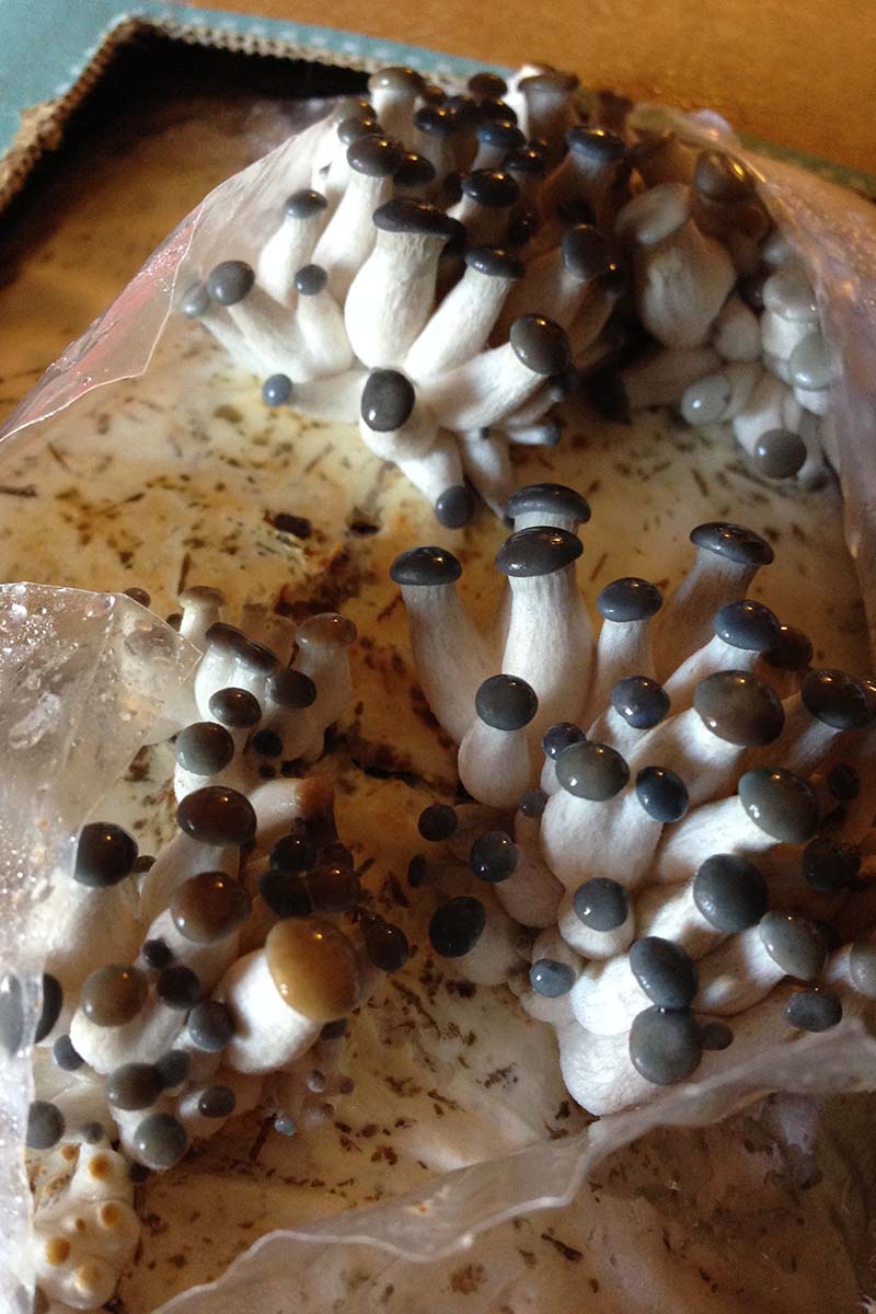A close up vertical image of a mushroom kit with the fungi pinning as they start to fruit.