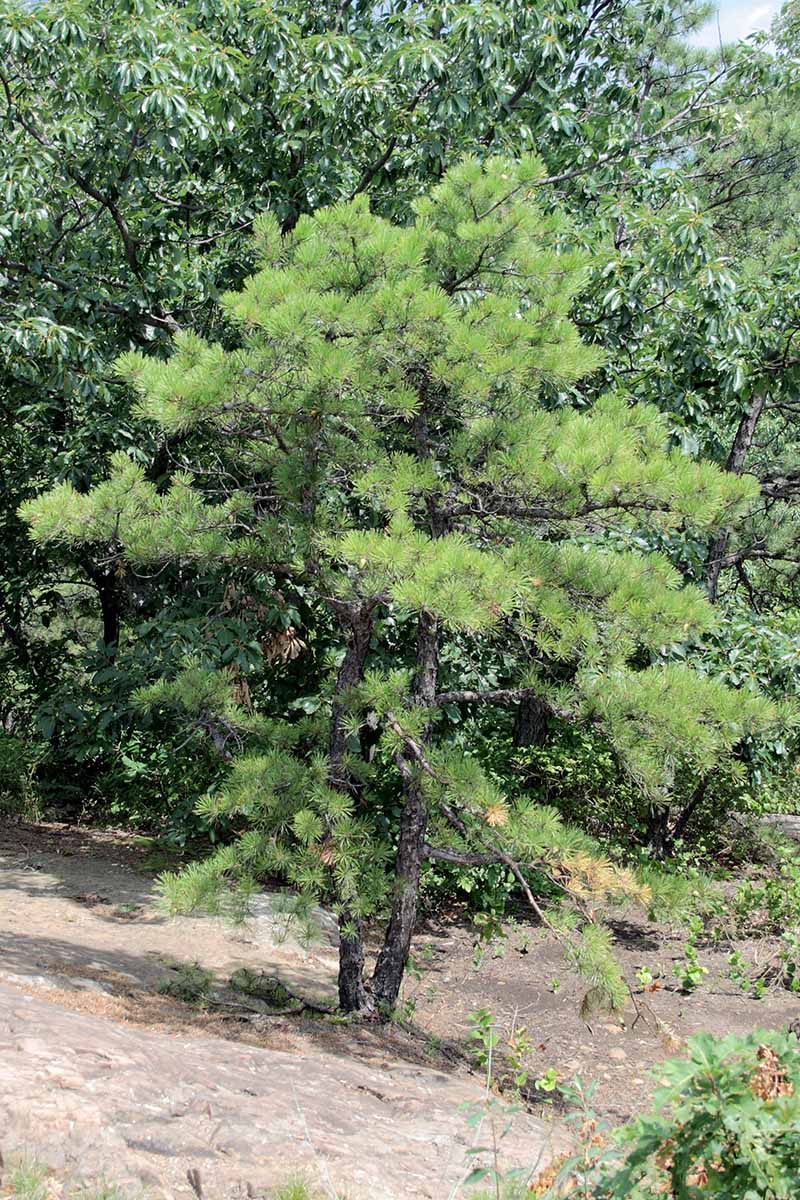 A vertical shot of a young Pinus rigida growing in front of outdoor greenery.