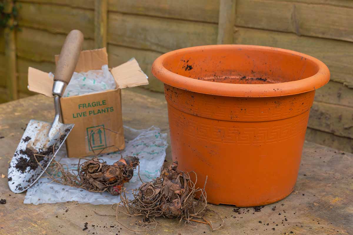 A close up horizontal image of a pot and some rhizomes ready for planting set on a wooden table outdoors.