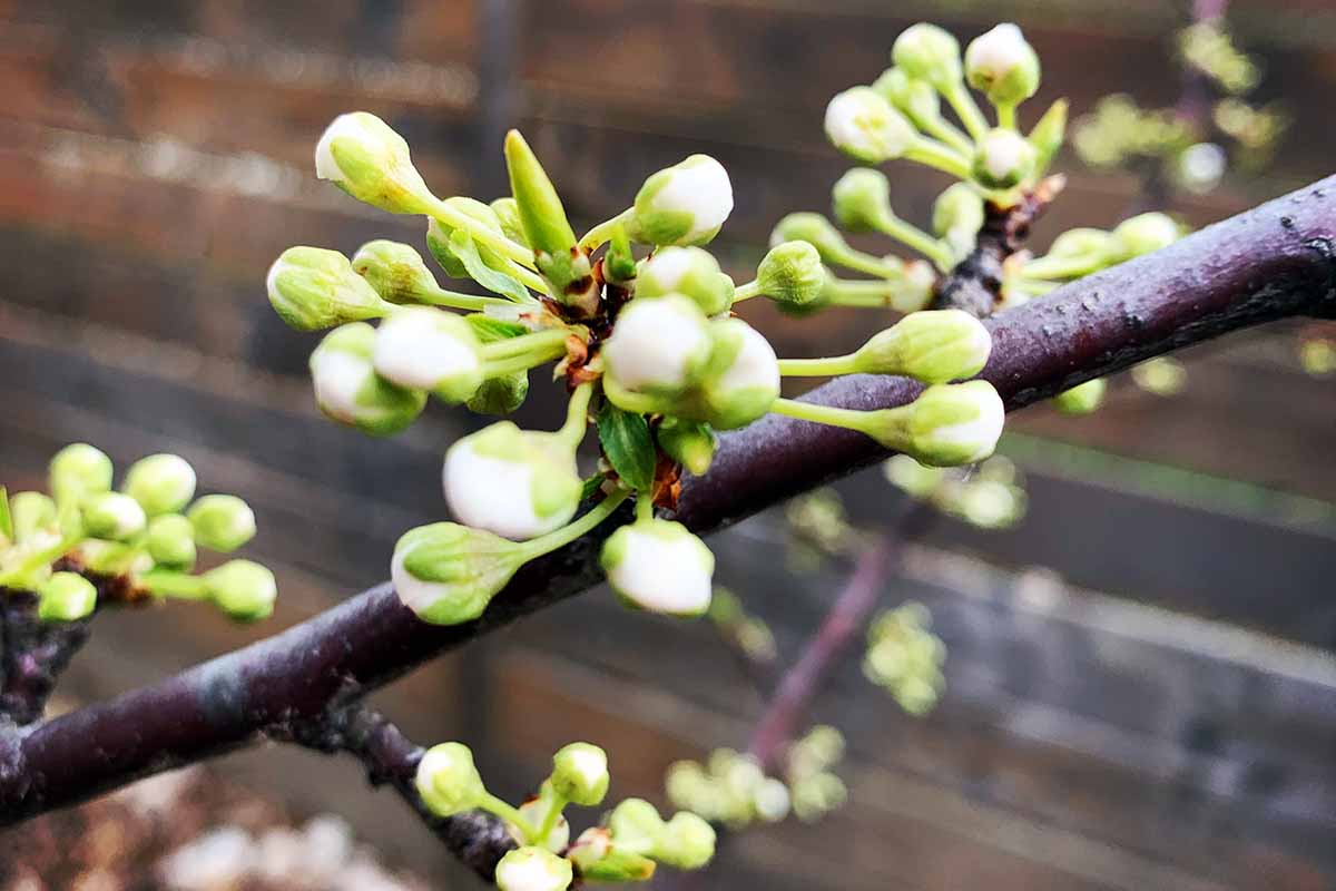 A close up horizontal image of flower buds on the branch of a plumcot tree.