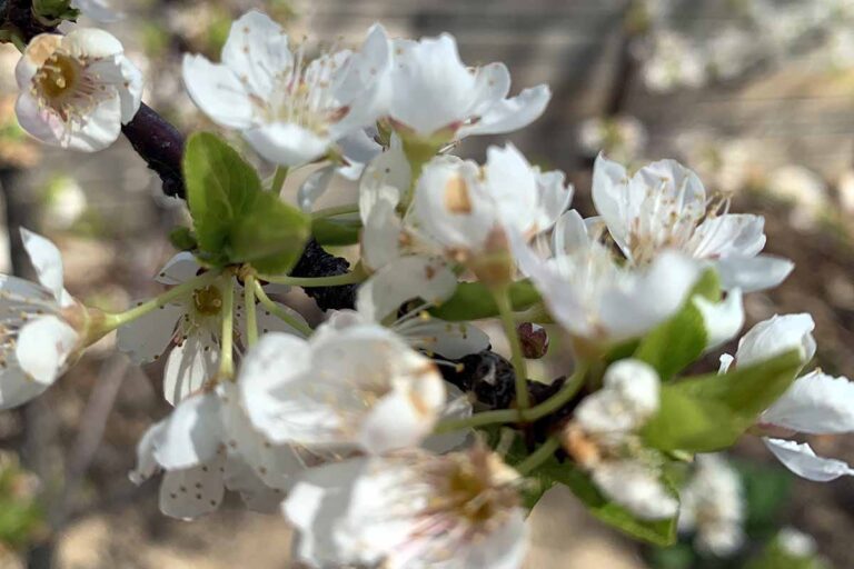 How to Grow Plumcots and Pluots | Gardener’s Path