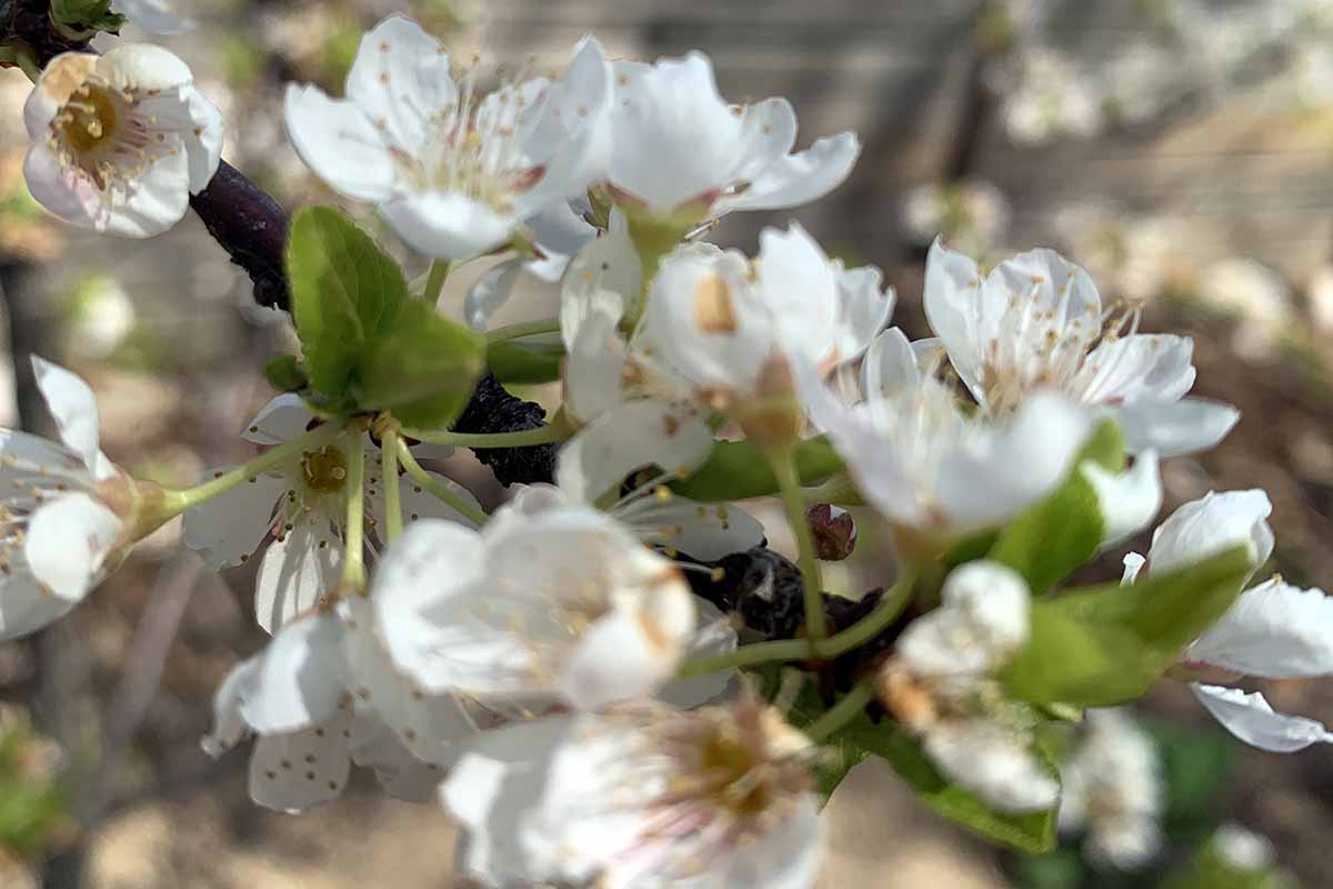 A close up horizontal image of white flowers on the branch of a plumcot tree.