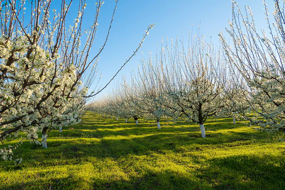 A horizontal image of rows of pluot trees in full bloom in a large orchard.