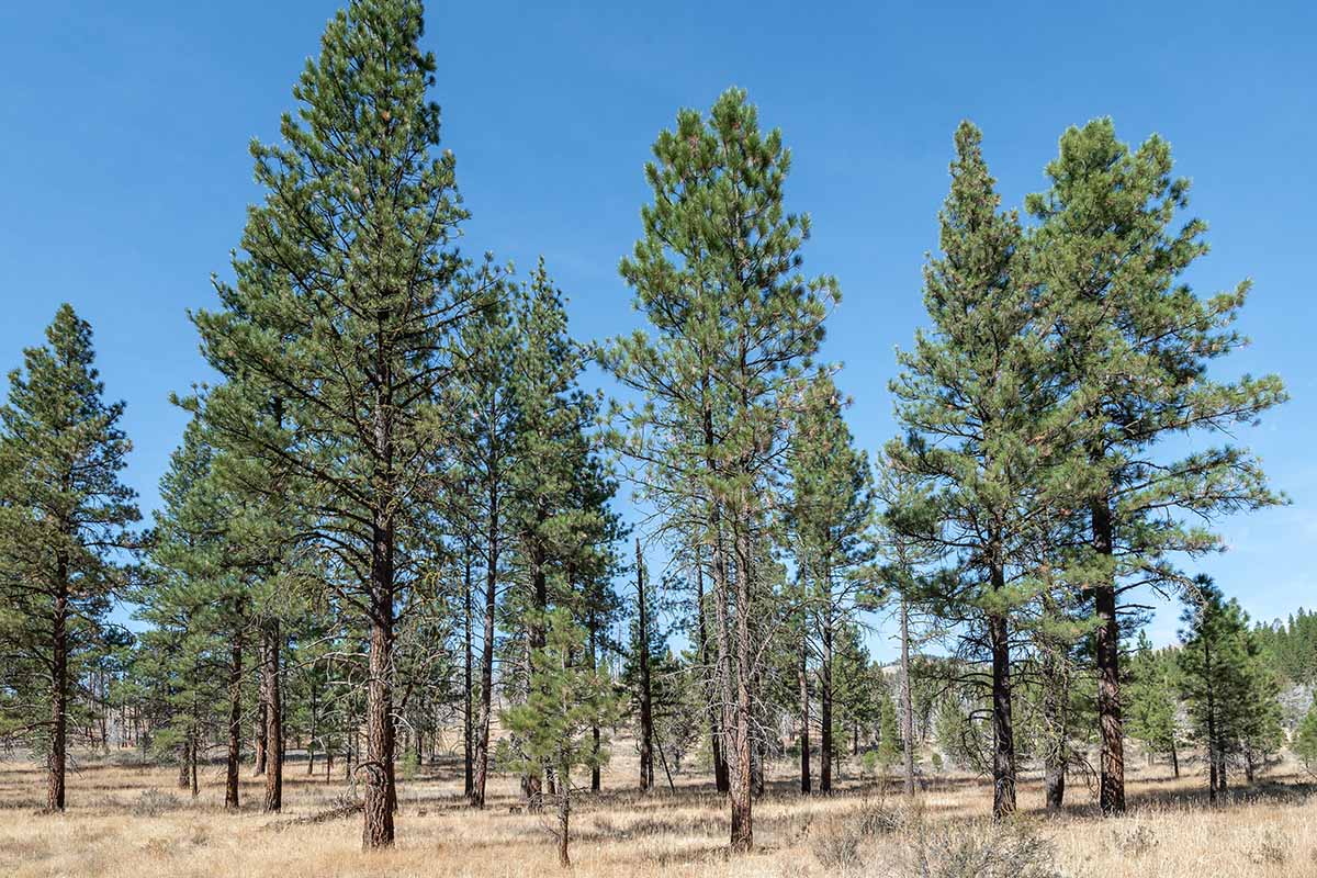 A horizontal picture of a grove of Pinus ponderosa pine trees growing from a plain of dried grass outdoors.