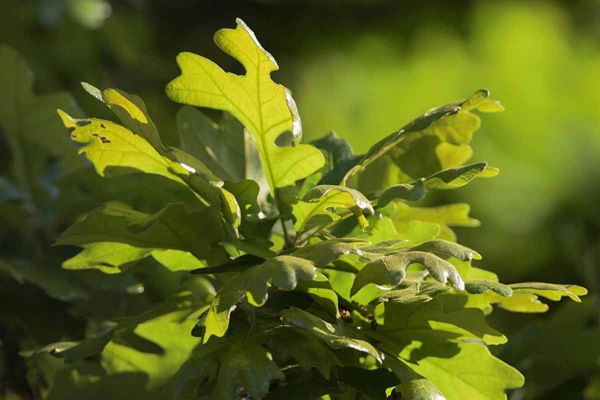 A close up horizontal image of the foliage of a post oak (Quercus stellata) pictured on a soft focus background in light sunshine.