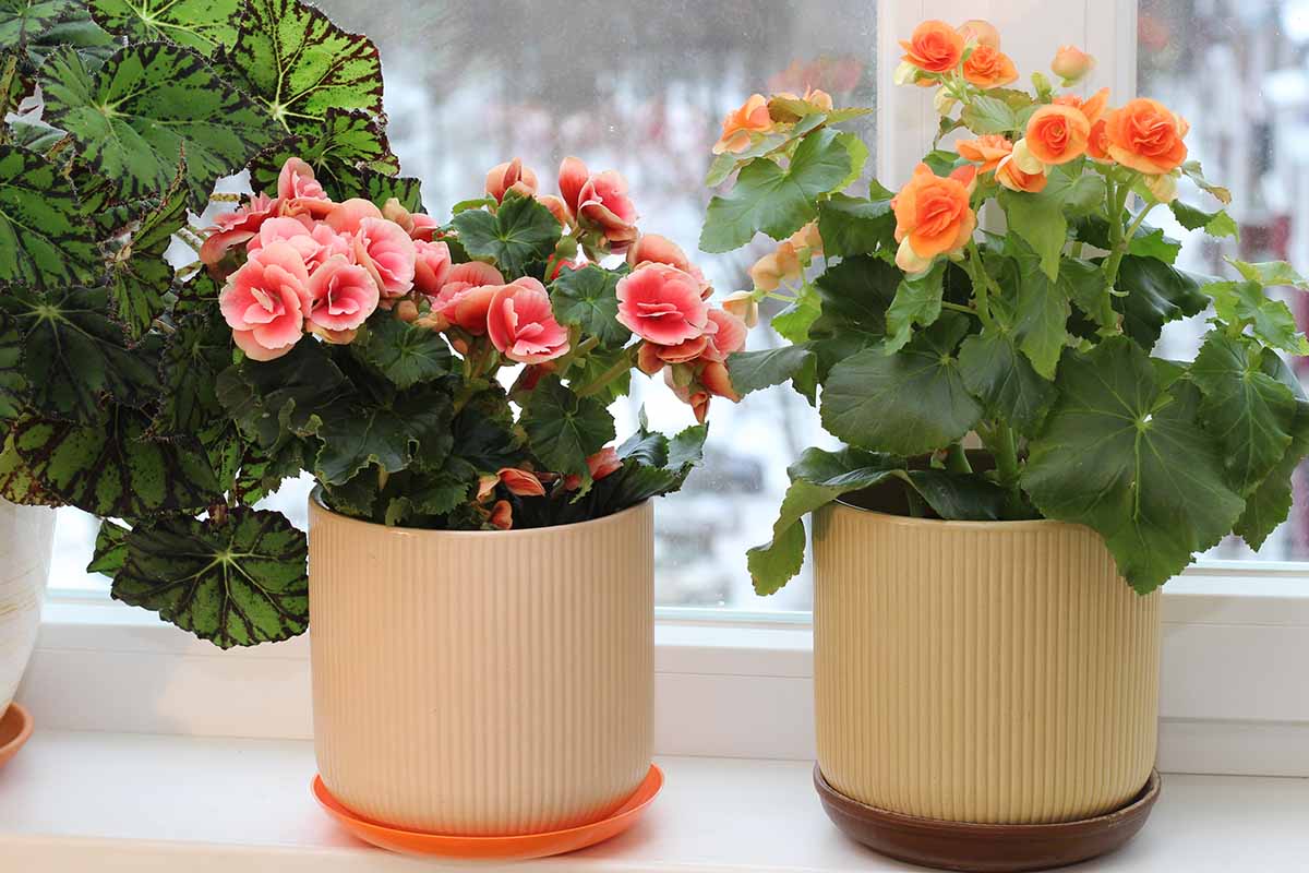 A horizontal image of potted begonias in full bloom on a windowsill with snow on the ground outdoors.