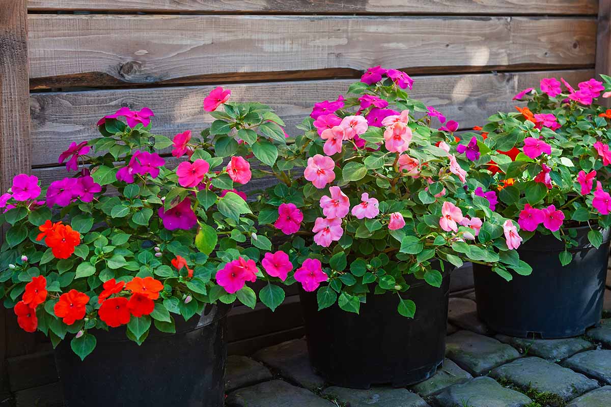 A horizontal image of colorful impatiens flowers growing in black pots on a stone patio with a wooden fence in the background.