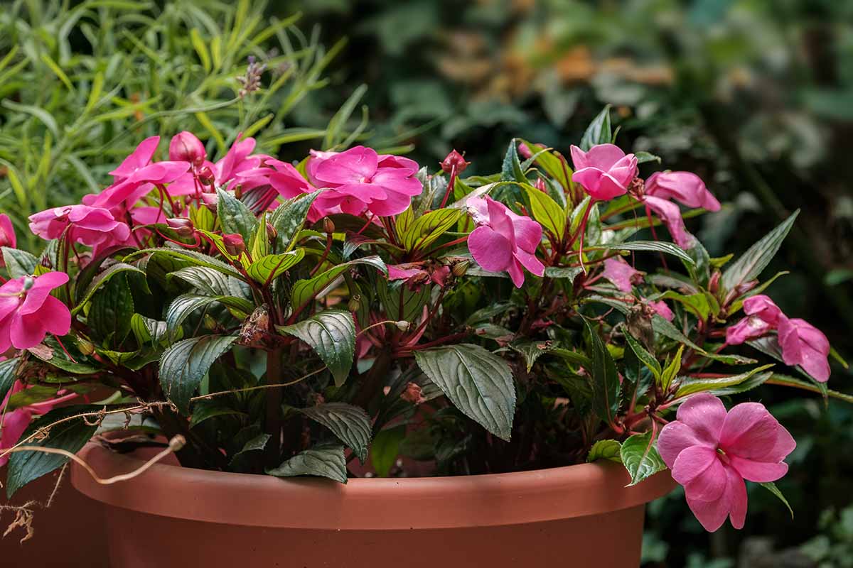A close up horizontal image of pink New Guinea impatiens flowers growing in a pot pictured on a soft focus background.