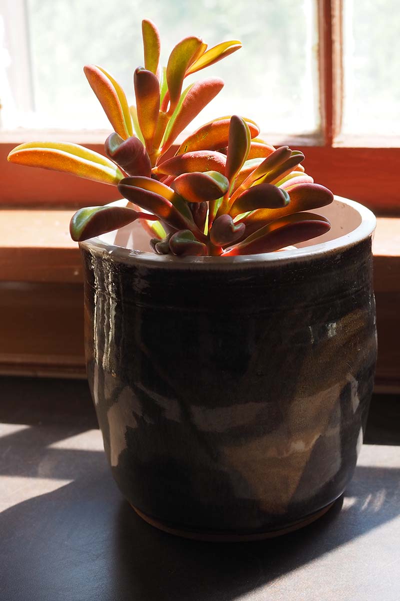 A close up vertical image of a ruby glow peperomia plant in a ceramic pot set on a windowsill in bright sunshine.