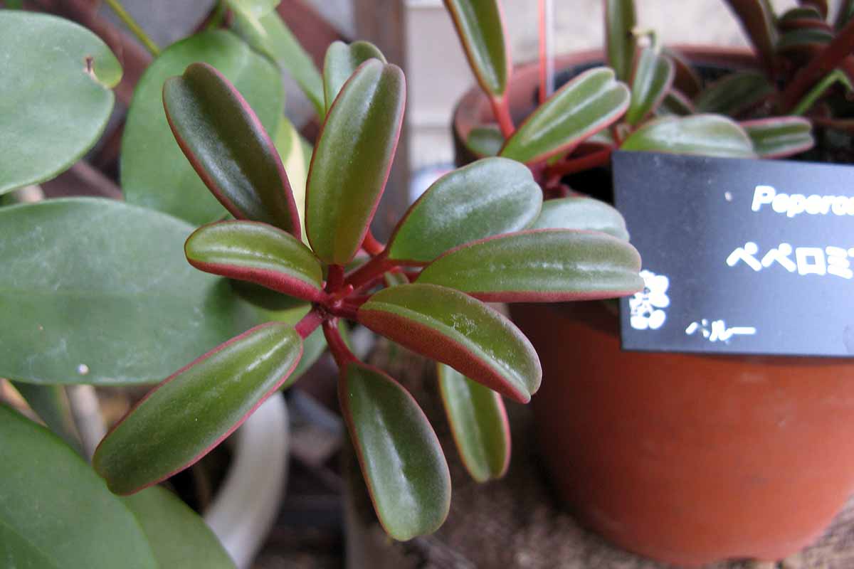 A close up horizontal image of the bicolored succulent foliage of ruby glow peperomia growing in a pot.