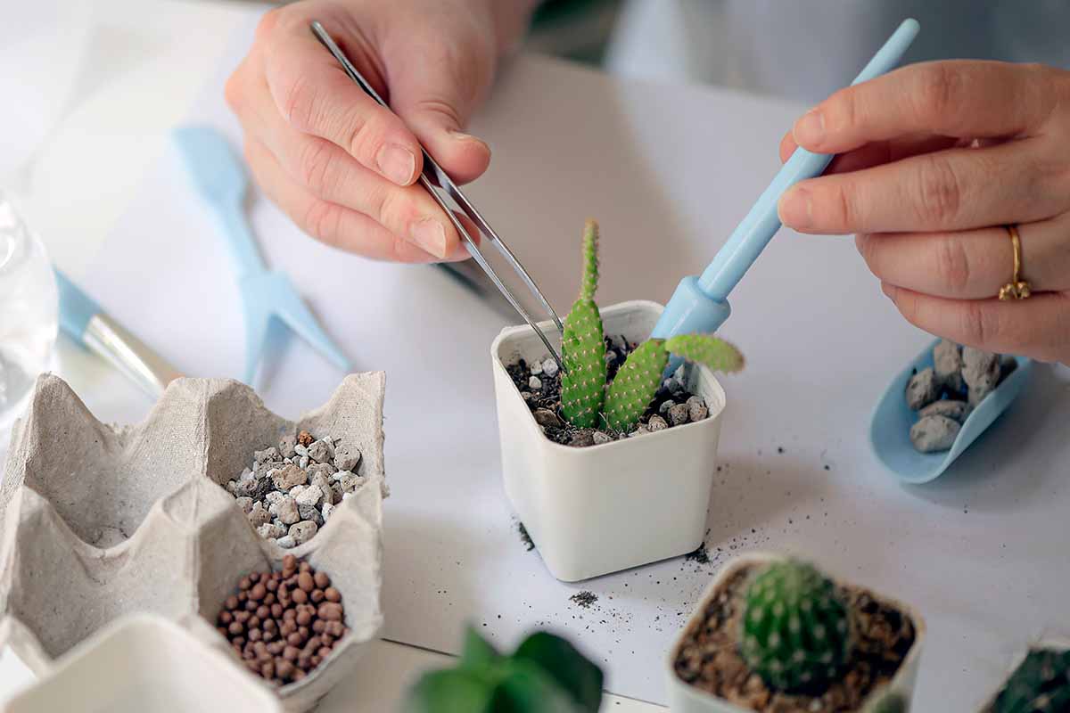 A close up horizontal image of a gardener repotting small cactus plants into pots.