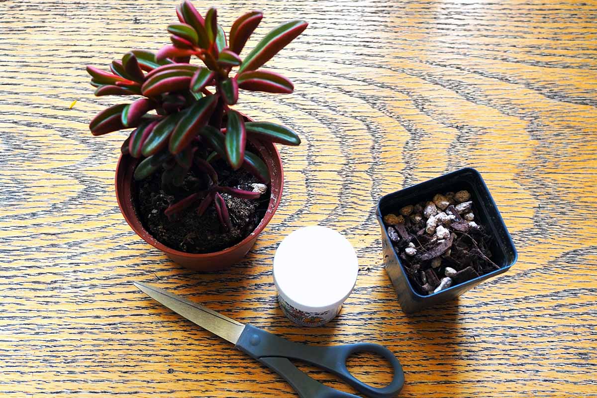 A horizontal image of a ruby glow peperomia plant in a pot, a pair of scissors, a tub of rooting gel, and a small plastic container, set on a wooden surface.