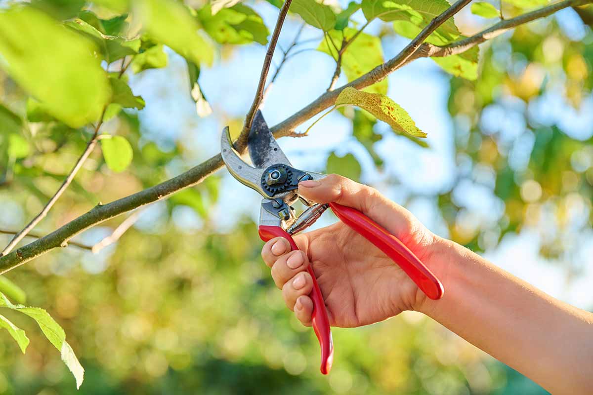 A close up horizontal image of a hand from the bottom of the frame using a pair of pruners to snip the branch of a 'Honeycrisp' tree.
