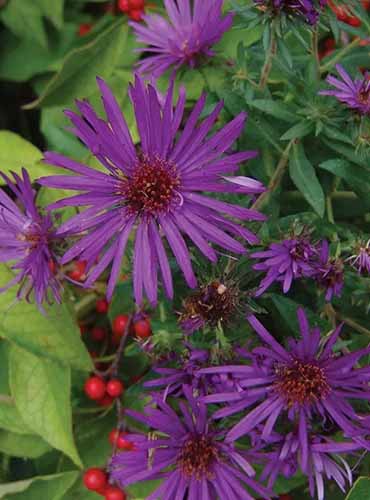 A close up of 'Purple Dome' asters growing in the autumn garden.