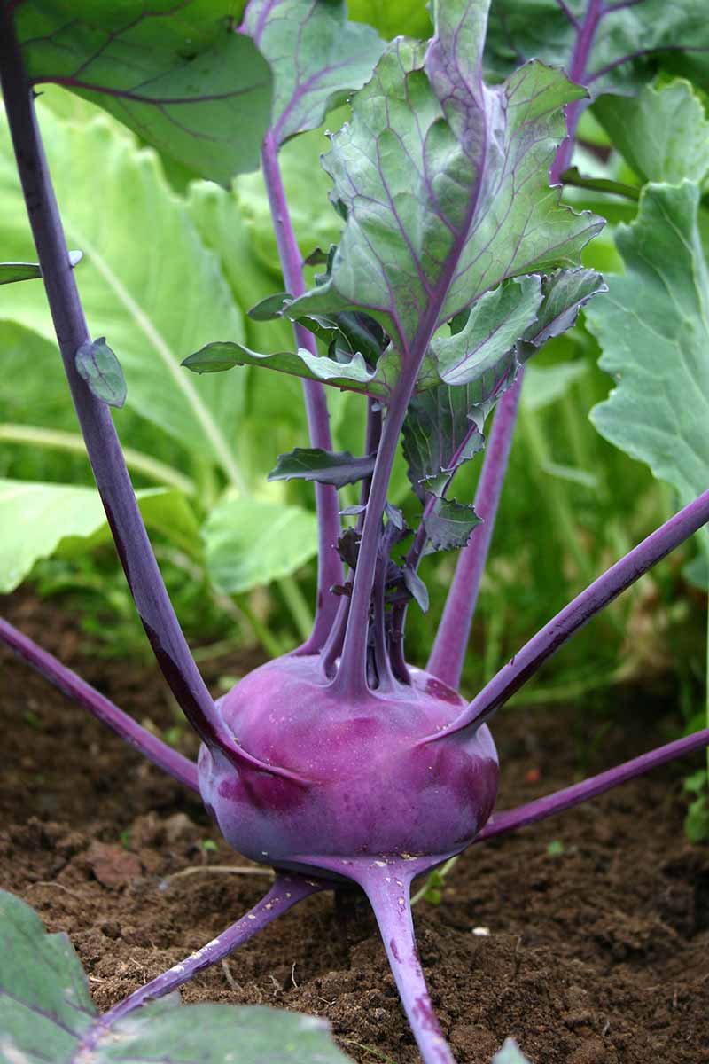 A close up vertical image of a purple kohlrabi growing in the garden pictured on a soft focus background.