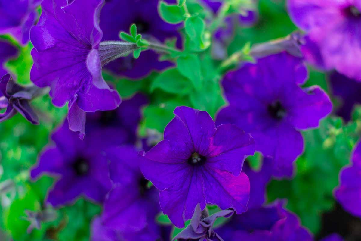 A close up horizontal image of purple petunias growing in the garden.