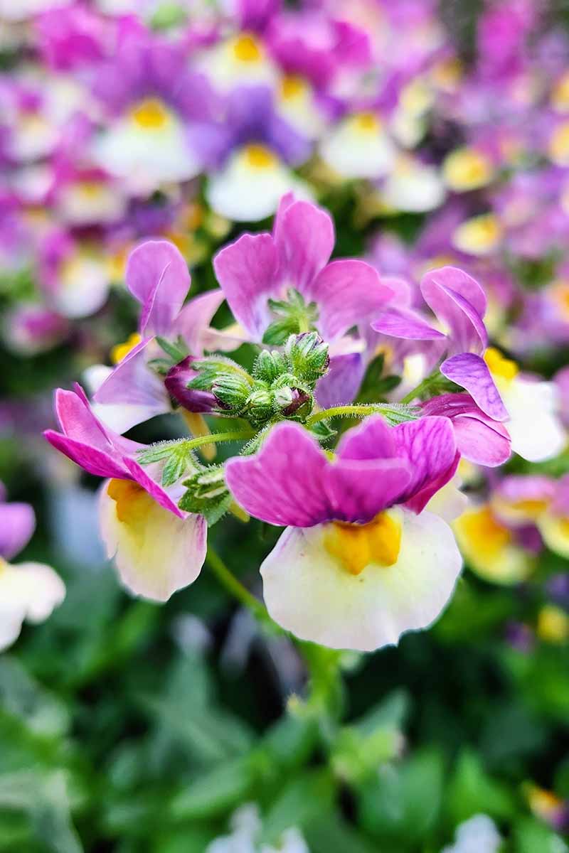A vertical closeup image of purple and white Nemesia Flowers growing in front of a blurry background of similar-looking flowers.