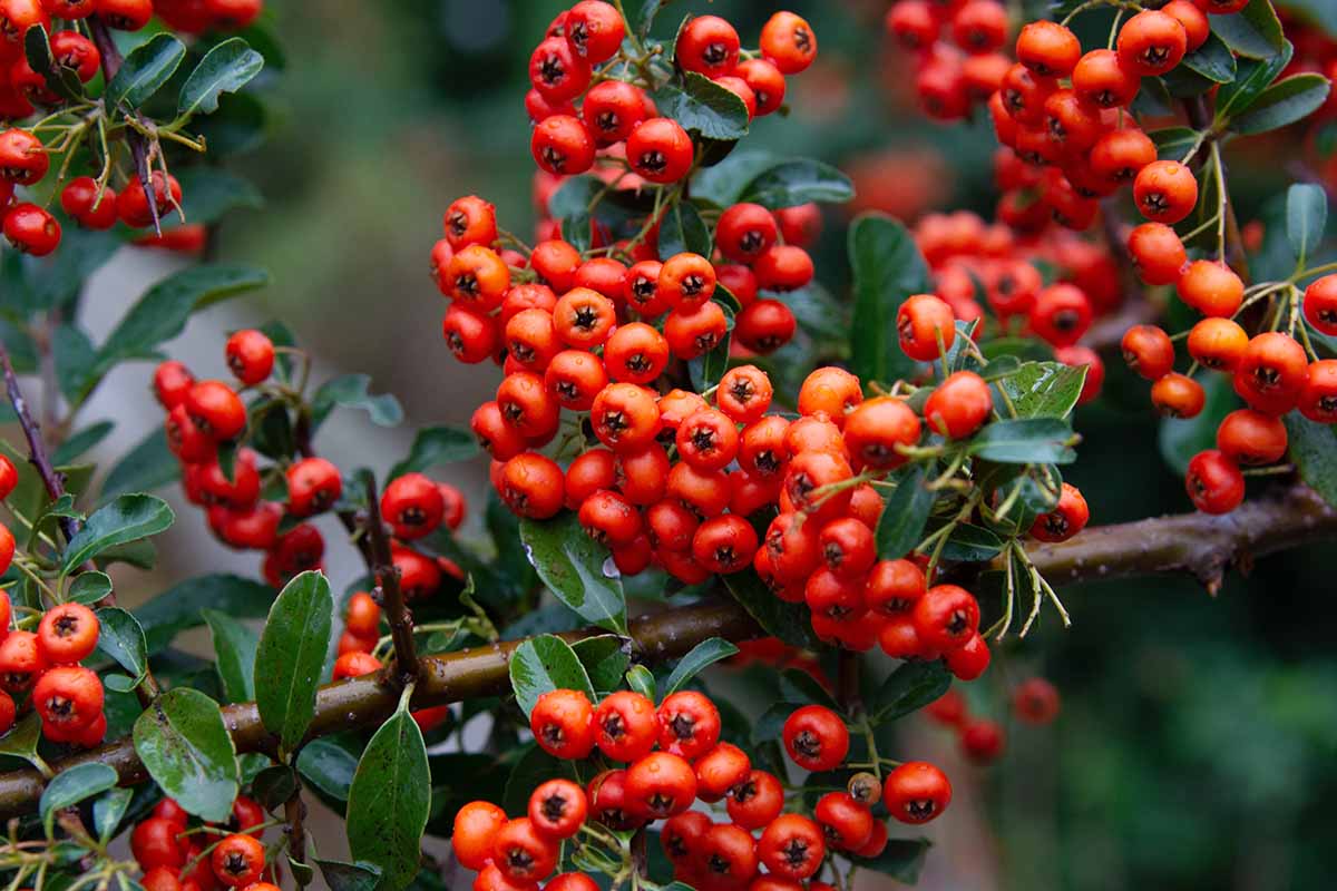 A close up horizontal image of the ripe red berries of firethorn pyracantha pictured on a soft focus background.