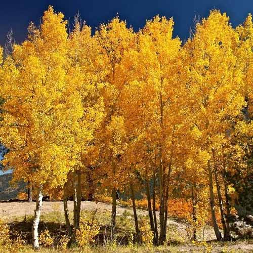A square image of yellow quaking aspen trees pictured in bright sunshine.