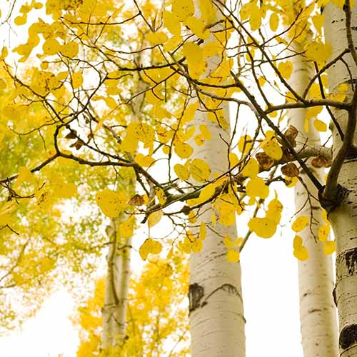 A square image of the fall foliage and unique bark of quaking aspen trees.