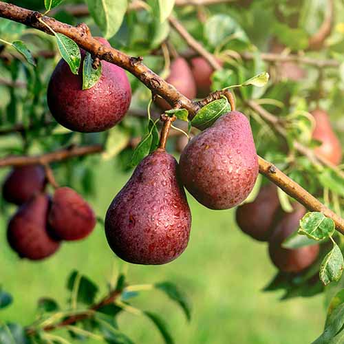 A close up square image of 'Red Bartlett' pears growing in the garden pictured on a soft focus background.