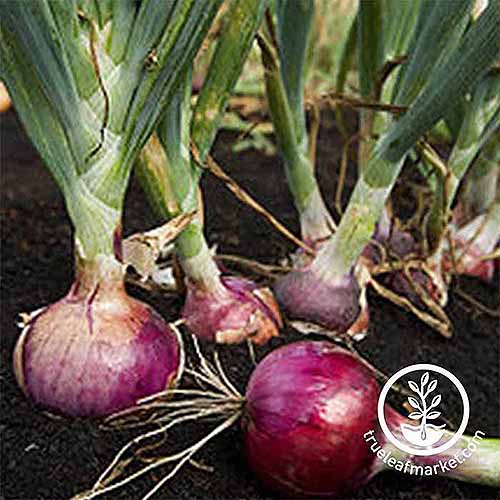 A square image of 'Red Burgundy' onions growing in the garden. To the bottom right of the frame is a circular logo.
