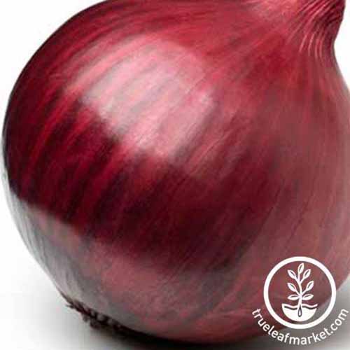 A close up square image of a 'Red Creole' bulb onion pictured on a white background. To the bottom right of the frame is a circular logo.