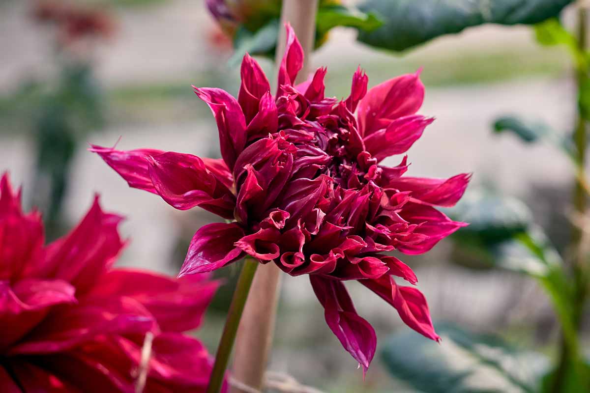 A close up horizontal image of a red dahlia flower growing in the garden pictured on a soft focus background.